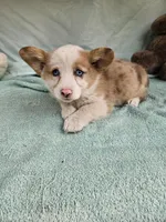 Batter , a female Pembroke Welsh Corgi for sale in Raleigh, NC – Photo 5 of 7