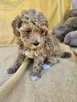Time, a female Maltipoo and Poodle - Toy  for sale in Raleigh, NC – 6 of 8