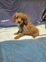 Dorothy , a female Cavapoo for sale in Raleigh, NC – 2 of 5