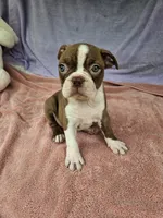 Grapes, a female Boston Terrier for sale in Raleigh, NC – 4 of 5