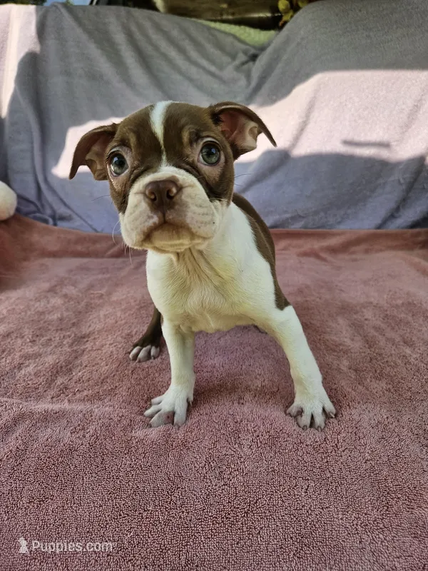 Orange  – Boston Terrier puppy for sale in Raleigh, NC