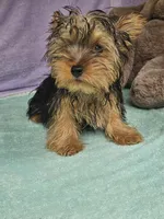 Timmy, a male Yorkshire Terrier for sale in Raleigh, NC – 4 of 5