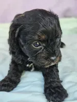 Daffodil, a female Cavapoo for sale in Raleigh, NC – Photo 1 of 4