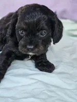 Daffodil, a female Cavapoo for sale in Raleigh, NC – Photo 3 of 4
