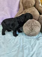 Daffodil, a female Cavapoo for sale in Raleigh, NC – Photo 2 of 4