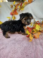 Sammy , a male Yorkshire Terrier for sale in Raleigh, NC – 7 of 7