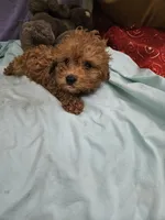 Pip, a male Poodle - Toy  for sale in Raleigh, NC – 6 of 8
