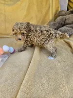 Time, a female Maltipoo and Poodle - Toy  for sale in Raleigh, NC – 3 of 8
