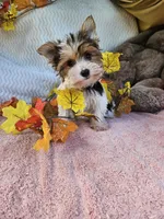 Tri, a male Yorkshire Terrier for sale in Raleigh, NC – 3 of 6