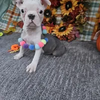 Spot, a female Boston Terrier for sale in Raleigh, NC – Photo 5 of 7