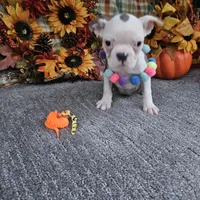 Spot, a female Boston Terrier for sale in Raleigh, NC – Photo 2 of 7