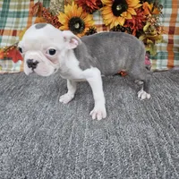 Spot, a female Boston Terrier for sale in Raleigh, NC – Photo 7 of 7