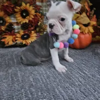 Spot, a female Boston Terrier for sale in Raleigh, NC – Photo 1 of 7