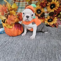 Spot, a female Boston Terrier for sale in Raleigh, NC – Photo 3 of 7