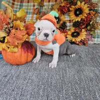 Spot, a female Boston Terrier for sale in Raleigh, NC – Photo 4 of 7