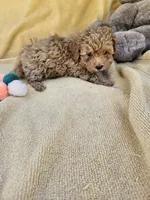 James, a male Maltipoo and Poodle - Toy  for sale in Raleigh, NC – 2 of 7