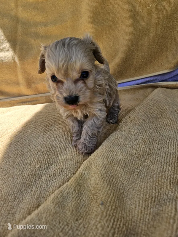 Michael  – Maltipoo puppy for sale in Raleigh, NC