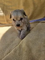 Michael , a male Maltipoo for sale in Raleigh, NC – 1 of 7