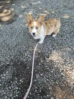 Pup, a male Pembroke Welsh Corgi for sale in Raleigh, NC – 4 of 8