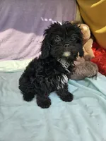 Daffodil, a female Cavapoo for sale in Raleigh, NC – 3 of 6
