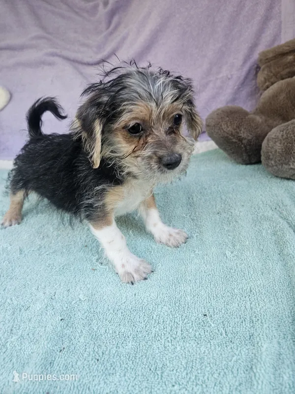 Tony – Morkie puppy for sale in Raleigh, NC