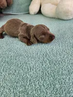 Dee, a female Miniature Dachshund for sale in Raleigh, NC – Photo 4 of 8