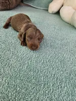 Dee, a female Miniature Dachshund for sale in Raleigh, NC – Photo 7 of 8