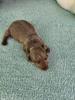 Dee, a female Miniature Dachshund for sale in Raleigh, NC – Photo 8 of 8