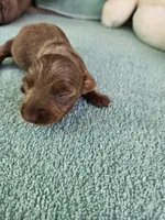 Dee, a female Miniature Dachshund for sale in Raleigh, NC – Photo 3 of 8