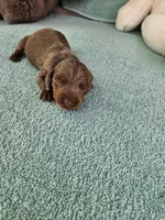 Dee, a female Miniature Dachshund for sale in Raleigh, NC – Photo 6 of 8