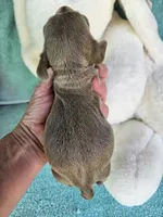 Dee, a female Miniature Dachshund for sale in Raleigh, NC – Photo 2 of 8