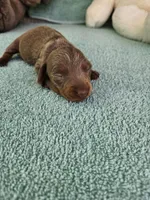 Dee, a female Miniature Dachshund for sale in Raleigh, NC – Photo 5 of 8