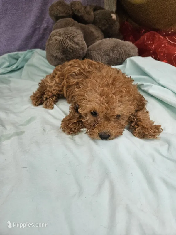 Pip – Poodle - Toy  puppy for sale in Raleigh, NC