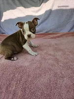 Apple, a female Boston Terrier for sale in Raleigh, NC – 6 of 6
