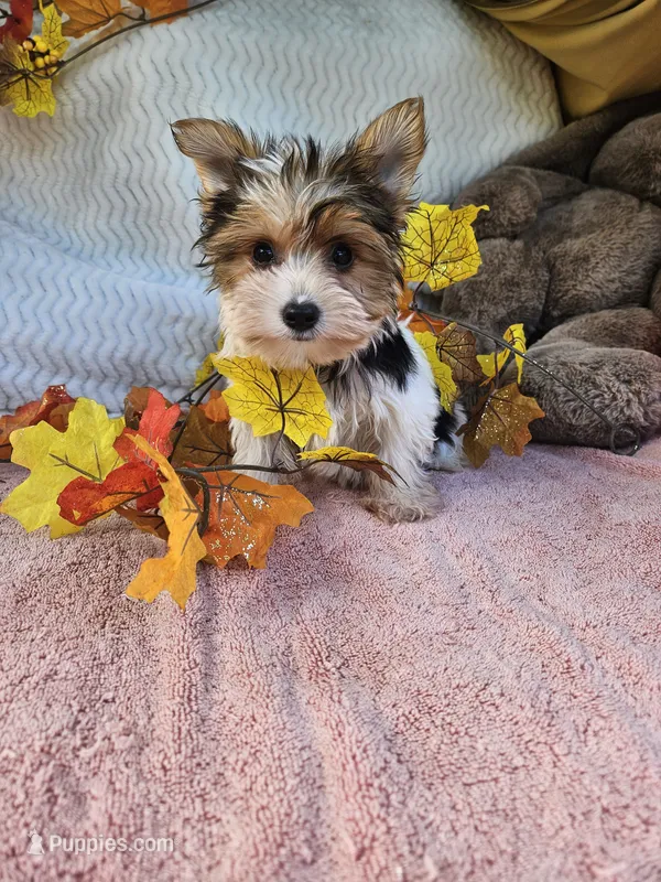 Tri – Yorkshire Terrier puppy for sale in Raleigh, NC
