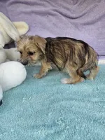 Timothy , a male Morkie for sale in Raleigh, NC – 5 of 6