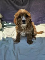 Joshua , a male Cavapoo for sale in Raleigh, NC – 5 of 6