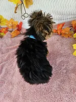 Benny baby, a male Yorkshire Terrier for sale in Raleigh, NC – 7 of 7