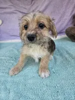 Timothy , a male Morkie for sale in Raleigh, NC – 1 of 6