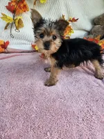 Circle, a male Yorkshire Terrier for sale in Raleigh, NC – 4 of 8