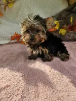 Sugar, a female Yorkshire Terrier for sale in Raleigh, NC – 6 of 6