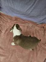 Orange , a female Boston Terrier for sale in Raleigh, NC – 4 of 5