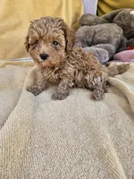 James, a male Maltipoo and Poodle - Toy  for sale in Raleigh, NC – 5 of 7