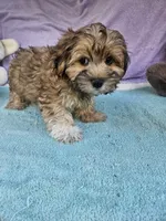 Terry, a male Morkie for sale in Raleigh, NC – 3 of 5