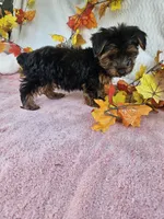 Sammy , a male Yorkshire Terrier for sale in Raleigh, NC – 4 of 7