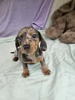 Dime, a female Miniature Dachshund for sale in Raleigh, NC – 4 of 6