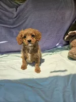 Dorothy , a female Cavapoo for sale in Raleigh, NC – 4 of 5