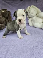 Ham, a male Boston Terrier for sale in Raleigh, NC – Photo 2 of 6