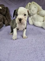 Ham, a male Boston Terrier for sale in Raleigh, NC – Photo 4 of 6