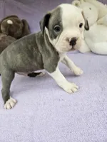 Ham, a male Boston Terrier for sale in Raleigh, NC – Photo 1 of 6